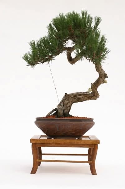 Japanese Black Pine