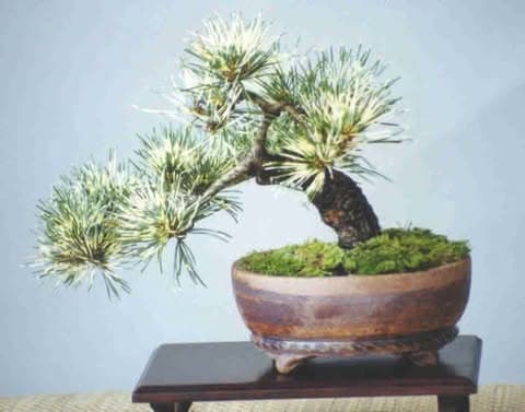 Shiro-janome Japanese White Pine