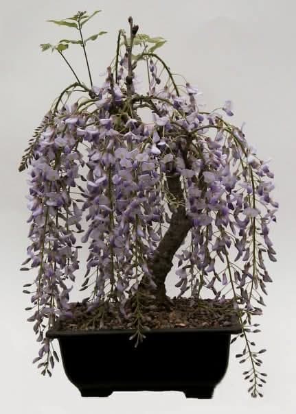 Japanese Wisteria