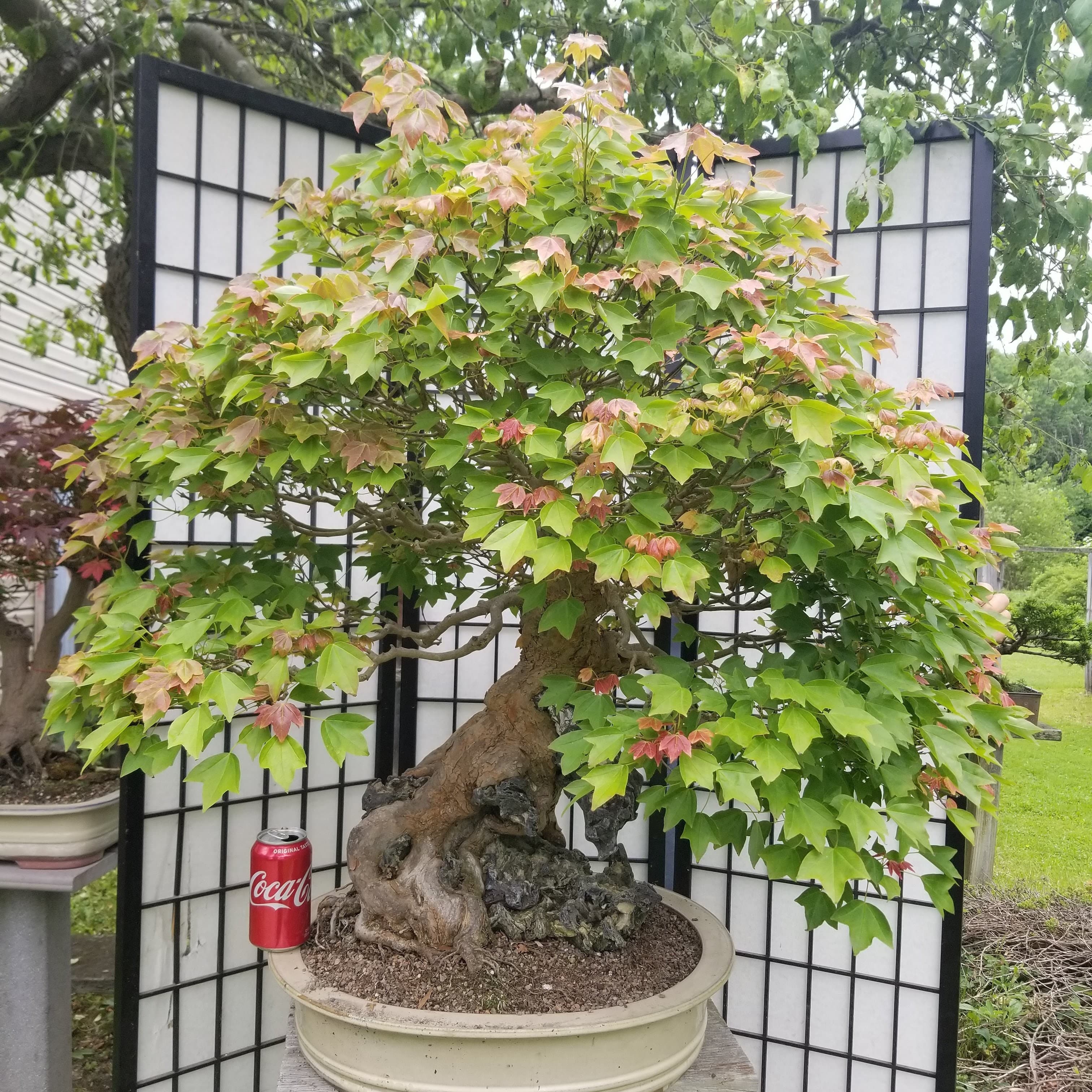 Trident Maple root over rock