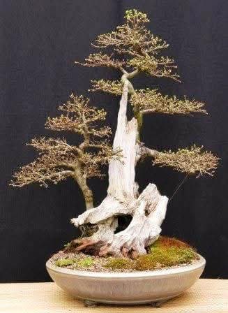 Chinese corkbark Elm