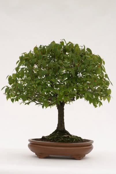 Zelkova