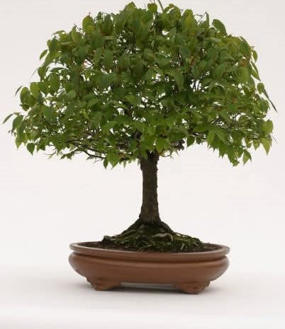 Zelkova